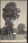 Ostseebad Arendsee Dorfstrasse großer Baum