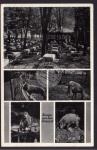 Etablissement Holzmühle Syratal Tierpark Hirsc