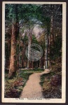 Ostseebad Dahme - Im Walde 1919