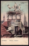 Strassburg Storch Störche Cigognes 1908