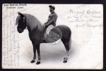 Jean Baptiste Althoff Jockei Pferd Zirkus 1911 