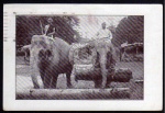 Elefanten John Hagenbecks Ceylon 1925