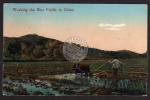 Hongkong Working the Rice Fields in China 1923