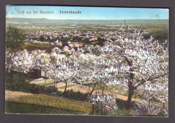 Cossebaude Baumblüte Baumblut 1913 
