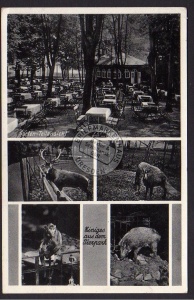 Etablissement Holzmühle Syratal Tierpark Hirsc 
