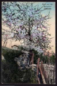 Liebenecke Baumblut 1912 