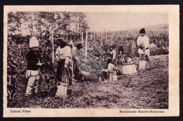 Culesul Villor Rumänische Bauern Weinernte 