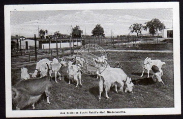 Niederwartha Reidels Hof Kleintier Zucht Ziege 