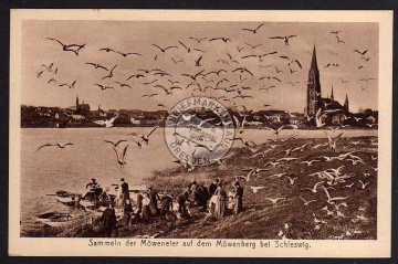 Schleswig Sammeln der Möweneier a d. Möwenberg 