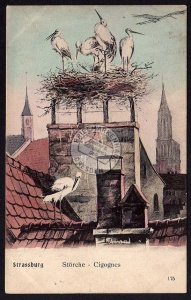 Strassburg Storch Störche Cigognes 1908 