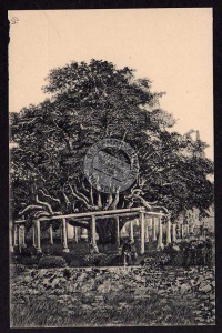 Annaberg i. Erzg. Auferstehungslinde Friedhof 