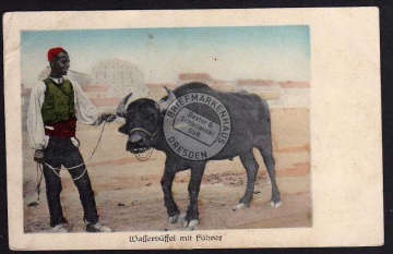 Wasserbüffel mit Führer 1918 