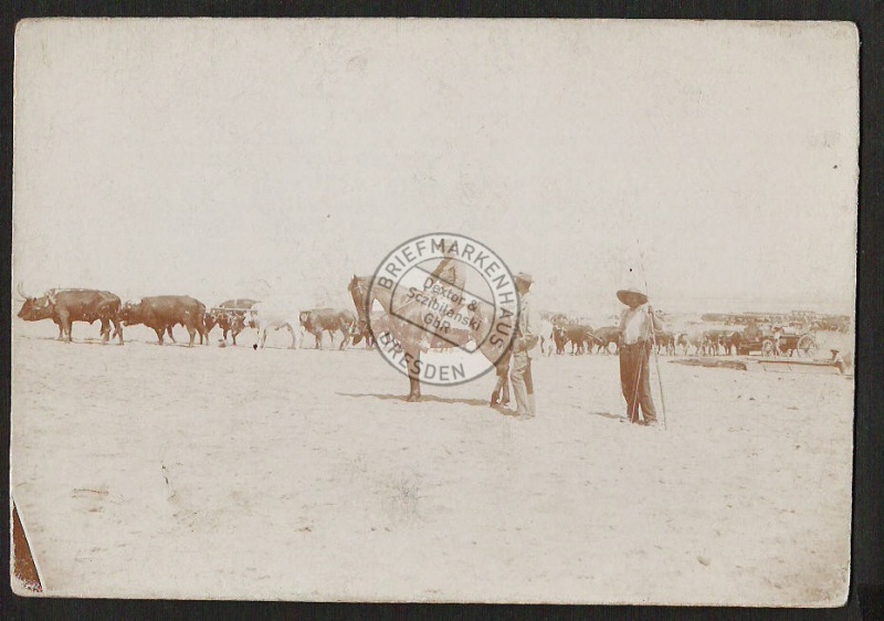 Pappfoto Frachtwagen .t 24 Ochsen durch die Namib 