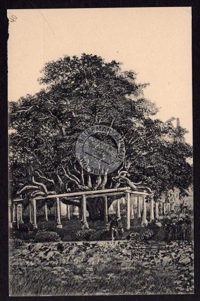 Annaberg i. Erzg. Auferstehungslinde Friedhof 