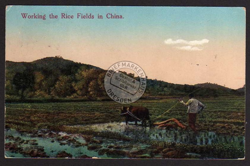 Hongkong Working the Rice Fields in China 1923 